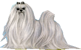 maltese.gif