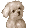 maltese_pup_gif_moving_head.gif